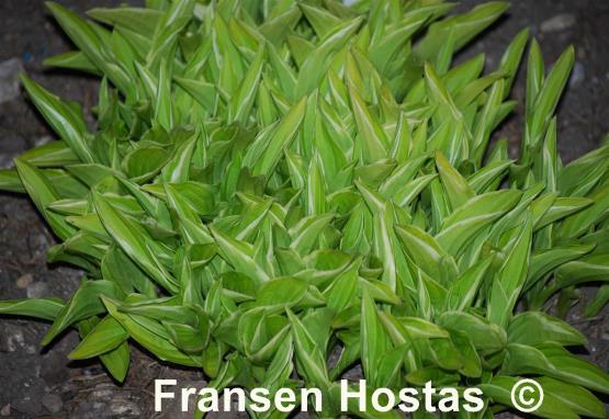 Hosta Iced Lemon